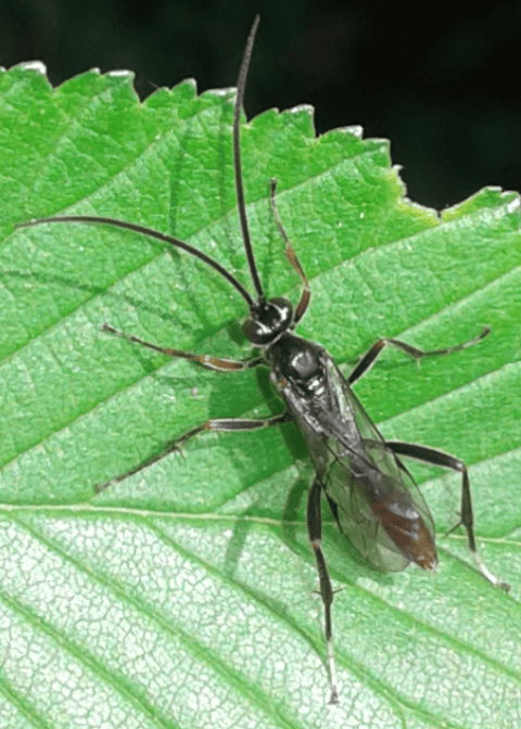 Ichneumonidae da ID 3